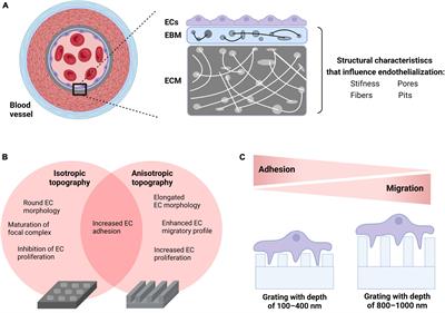 The path to a hemocompatible cardiovascular implant: Advances and challenges of current endothelialization strategies